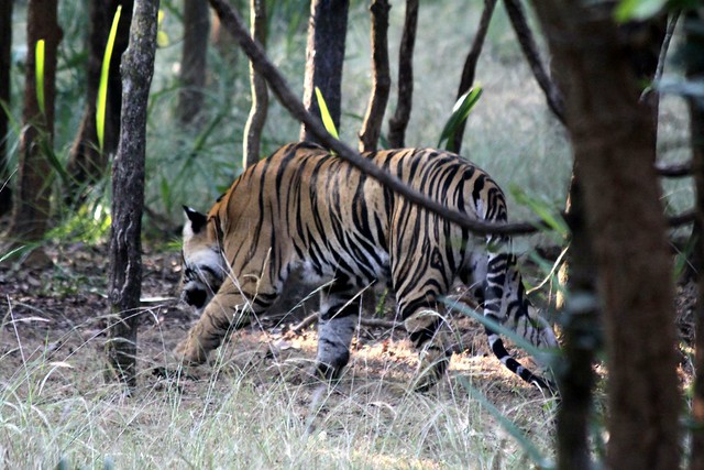 Bandhavgarh Safari Tiger Spotting In The Jungles Of Bandhavgarh
