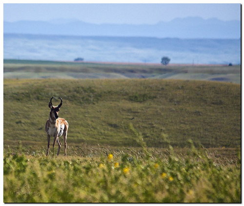 southdakota landscape photo spring seasons prairie pronghornantelope adobephotoshopelements canoneos50d redynamixplugin adobephotoshopelements7