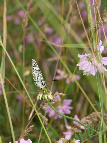 nature butterfly chloe papillon franchecomté boyard hautesaône champlitte