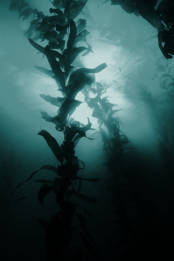 kelp in San diego by Klaus Stiefel