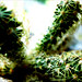 Kitchen Cactus