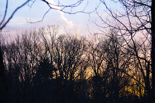 sunset newyork tree silhouette