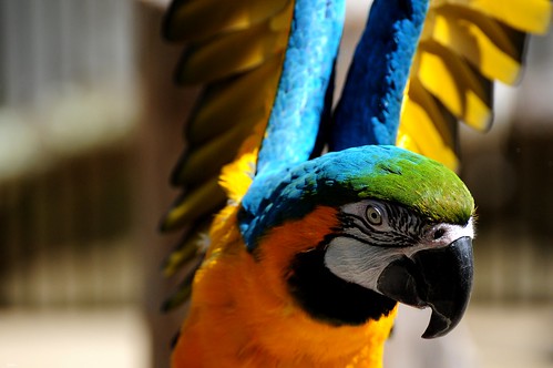 macaw zooatlanta birdshow perigrinefalcon tjd milkyeagleowl impressedbeauty piecrow ihopeigottheseright