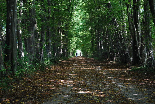 road autumn fall leaves forest belluno casteldardo