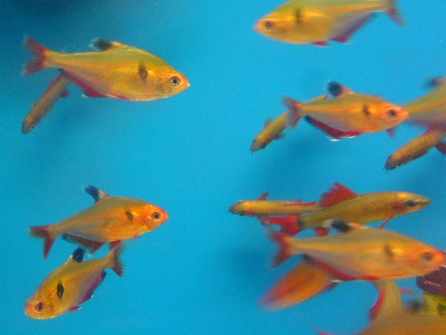 Afc Aquarium And Fish Care Characteristics Of The Serpae Tetra Fish,Cassava Flan Recipe