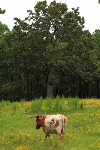 travel cow louisiana all cattle longhorn 2009 ruston lincolnparish wafercreekranch