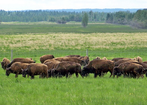 blue canada color colour animal farm ab alberta prairie agriculture bison 2009 2000s canadagood
