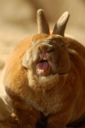 brown cute rabbit soft yawn rex derby frightening houserabbit buny minirex