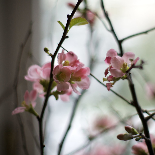 Quince Blossoms 2