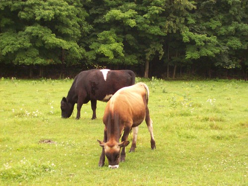 trees field grass cows pasture grazing jerseycow gallowaycows oreocows