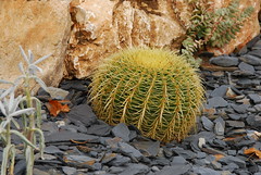 Cactus, Monaco