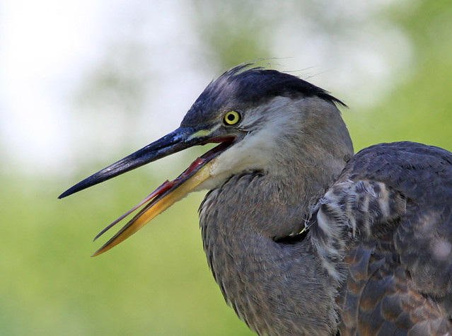 Great Blue Heron fledgling detail | Flickr - Photo Sharing!