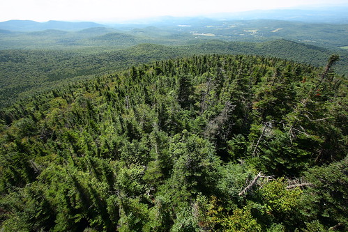 trees mountain vermont view spruce vt greenmountains plainfield canon40d