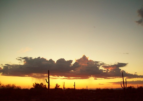 sunset cactus clouds desert monsoon