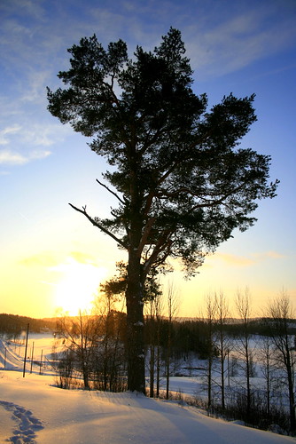 winter sunset sky tree sweden norrland nordicwinter ginordic1