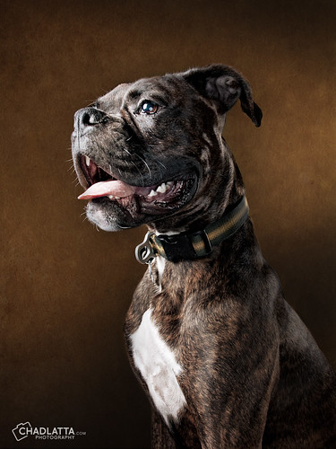 portrait dog animal dark puppy nikon background flash canine ring boxer buster strobe d80 strobist chadlatta ldlportraits
