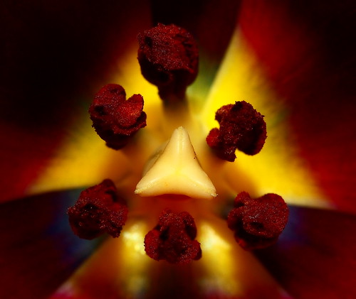flower macro colors canon sigma tulip bloem tulp sigma105mm canon450d