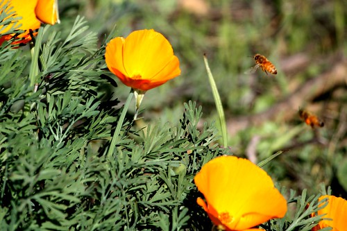 california shadow orange brown white green nature leaves yellow petals wings glow shine legs bokeh bees poppy poppies bodies picnik antenae