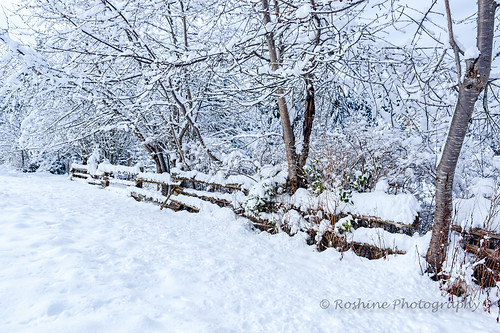 comoxvalley environmental snakefence landscape winterscene unionbay snow britishcolumbia canada ca tree