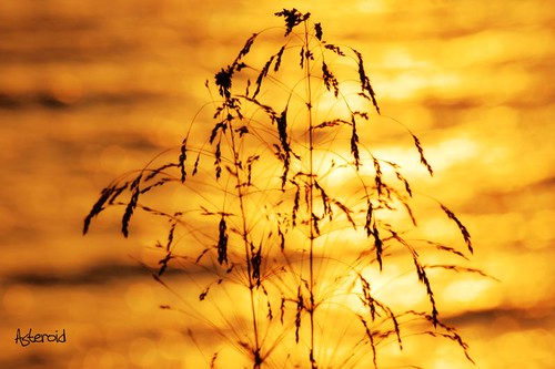 reflections wheat grain silhouettes sunsets mani explore greece frontpage messinia trahila maniphotography ff66 maniphotos