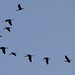 ibises flying south
