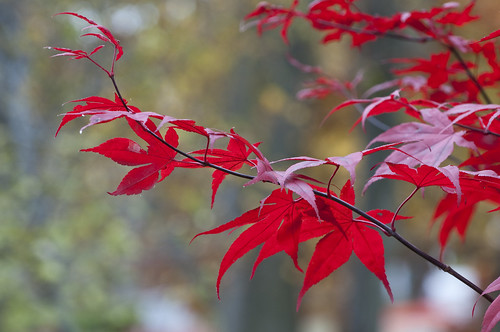 autumn red japanesemaple