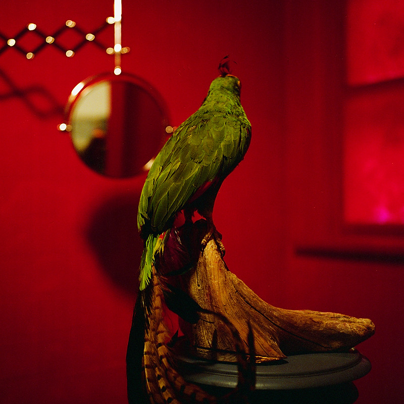 Victory Red Bathroom With Parrot01