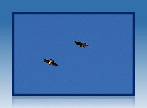 california blue two sky brown white nature birds flying tan calaveras picnik raptors hawks predators angelscamp calaverascounty altaville