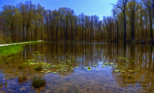 park ohio water pond woods concord concordwoods