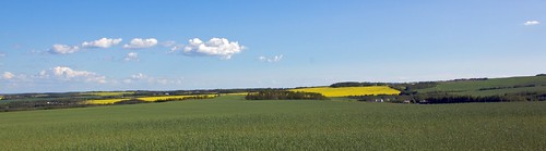 yellow wheat fields canola efs1855mmf3556is