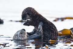 Mother Mom Sea Otter Holds Pup 7 of 9 Sea Otter (Enhydra lutris), female, marine mammal, with her baby pup