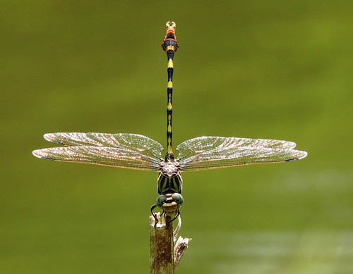 oklahoma insect dragonfly clubtail odonata fortsill gomphidae phyllogomphoidesstigmatus comanchecounty wichitamtns fourstripedleaftail