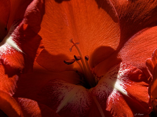 flowers flores colours asturias olympus colores e510 roybatty ysplix enjuto javierenjuto javierenjutogarcía