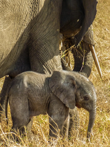 Elephant and newborn, Maasai Mara, Kenya