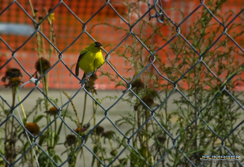 summer bird fence goldfinch jalimager