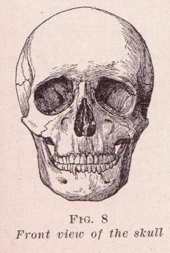 The Axial Skeleton: The Skull Flashcards | Quizlet