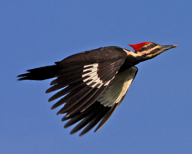 Pileated Woodpecker Flying In Georgia - A Photo On Flickriver