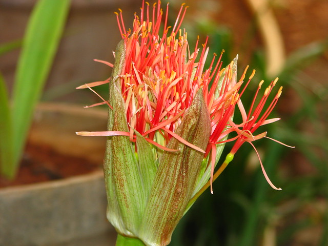 Scadoxus multiflorus: flor de sangre - EL BLOG DE LA TABLA