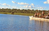Botswana 132 Chobe elephant