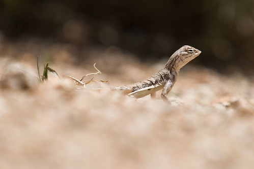 wild arizona usa animal us unitedstates desert bokeh reptile az lizard zebra scottsdale sonorandesert tailed tc14eii 70200mmf28gvr
