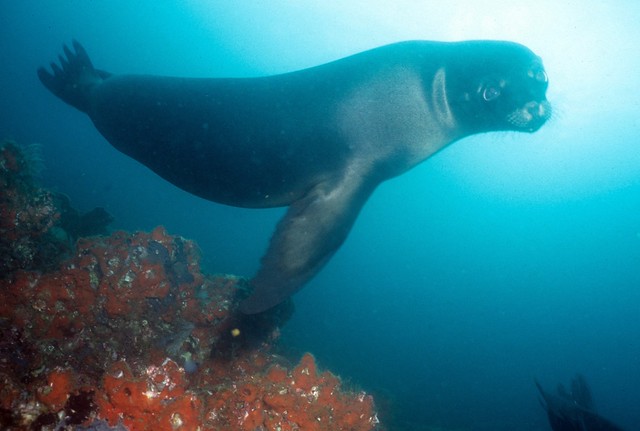 Galápagos sea lion: under water