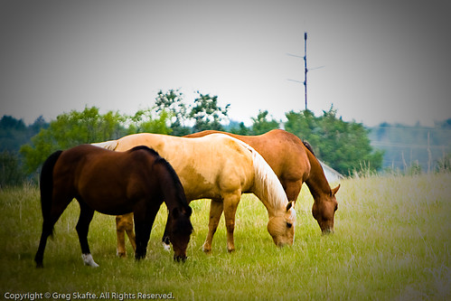 ca horse canada rural caballo farm alberta farmanimal canadá kanada häst domesticanimal