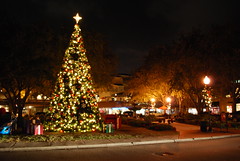 Christmas Tree Hyde Park Tampa