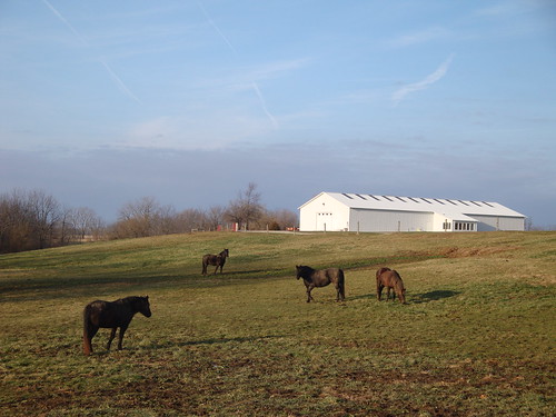 horse grazing graze agriculture barn