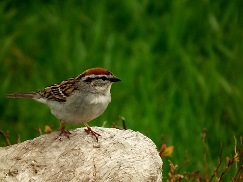 bird spring sparrow finepix printemps oiseau acadie bruant hs10