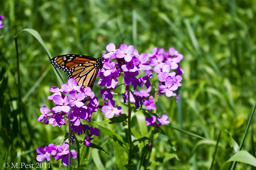 orange flower butterfly purple monarch monarchbutterfly