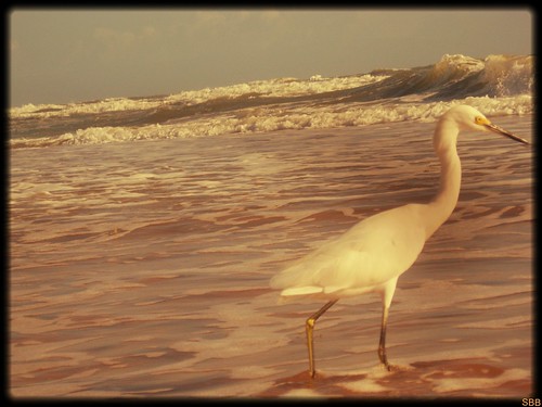 ocean vacation white bird beach nature water outdoors waves florida wildlife shore egret seafoam