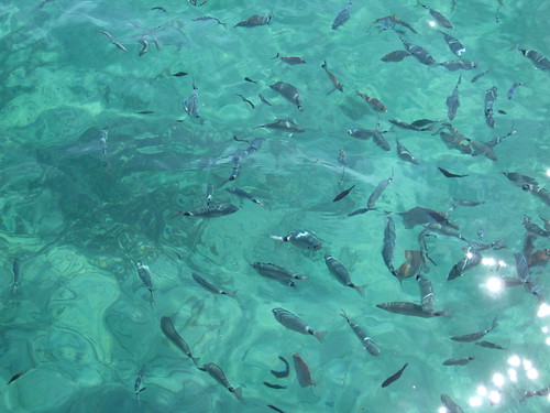 Fishes in Cala d'Oliva, Asinara