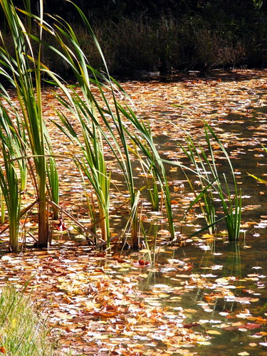 county autumn fall water leaves pond md weeds maryland midland allegany thepatch sportmansclub javcon117 frostphotos