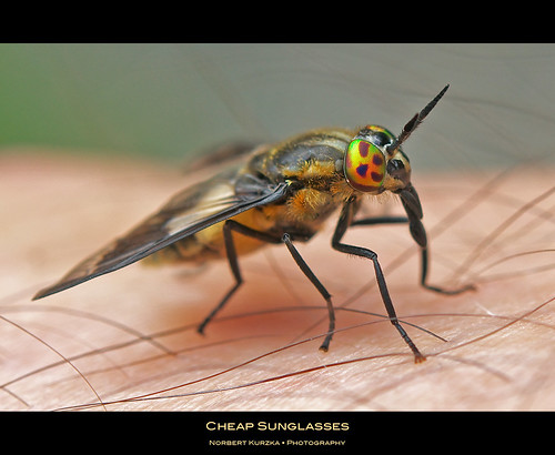 hairy macro eye fly structure nikond90 afsmicronikkor60mm128ged